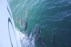 Whale watching